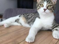 Dişi tekir kedimizi sahiplendirmek istiyoruz