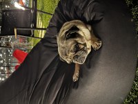 4 yaşında aşıları tam pug