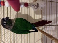 Green Cheek Conure (Yeşil Yanaklı Konur)