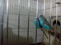 Hazır yumurtalı çift muhabbet kuşu (sultan ile takas olur)