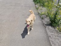 Golden retriever kızımıza yuva arıyoruz