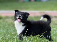 A Kalite Yavru Köpekler
