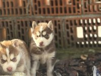 HUSKY IRKININ EN İYİLERİNİ İSTEYENLERE
