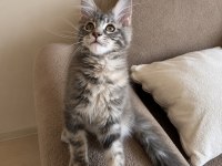 Dev maine coon dişi tortie renk
