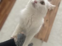 Ankara Kedisi