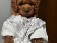 Ultra Kaliteli Poodle Yavrular