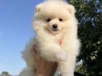 POMERANİAN BOO DİŞİ KARBEYAZ