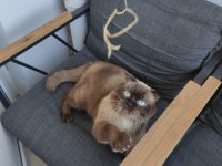 Scottish fold mars oğlumu sahiplendiriyorum
