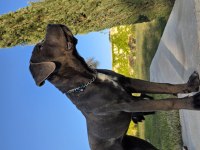 Simsiyah Dişi Panter Cane Corso