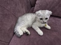 Nadir bulunan renkte Gri Scottish fold
