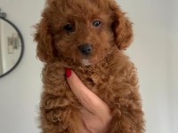 Yeni Yuvasına Gitmeye Hazır Toy Poodle Bebeğimiz