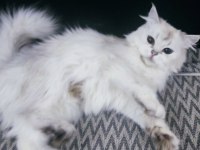 3 yaşında safkan dişi British Longhair