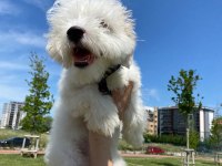 Maltipoo 6 aylık dişi