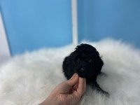 Siyah Toy Poodle Yavrular