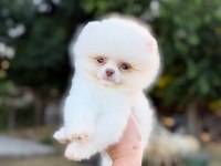 MİCRO TEACUP KUSURSUZ KARBEYAZ POMERANİAN BOO