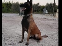 A şecereli belçika kurdu yavrular en iyisini isteyenlere