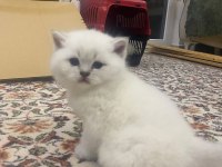 British shorthair
