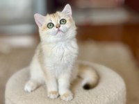 Şecereli british shorthair dişi yavru