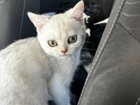 3 AYLIK YAVRU SCOTTİSH KEDİMİZ