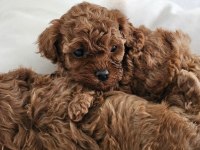 Poodle yavrularım yeni sahibini bekliyor