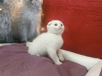 Kar topu scottish fold bebekler