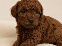 Premium Red Toy Poodle Yavruları