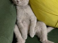 Güzel scottish fold yuva arıyoruz