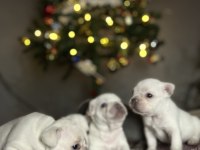 Egzotik French Bulldog Yavrularımız Rezerveye Açılmıştır