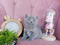 Mükemmel British Shorthair Bebekler