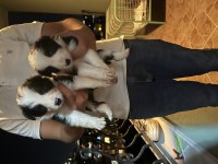 Border collie kardeşler yeni yuvalarını arıyor