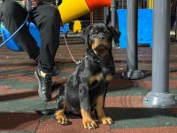 KİF kayıtlı rottweiler