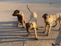 Orjinal kangal köpekleri