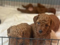 1 Dişi Ve 1 Erkek Toy Poodle Yavrular