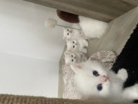 British longhair yavrular
