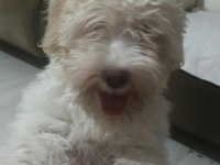 Maltipoo yavrumuza yuva arıyoruz ücretlidir