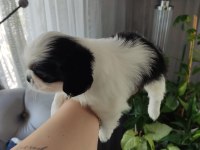 Shih Tzu Şecereli Yavrular A Kalite Tüm İllere Gönderim