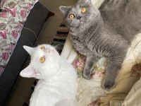Ücretsiz sahiplendirme british shorthair kedimiz