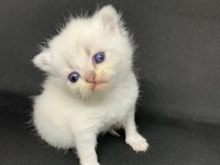 british blue point