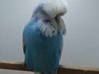 Show jumbo muhabbet kuşlar