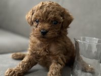 Dişi safkan kore teacup poodle yavruları