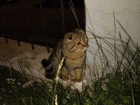 Scottish fold 1,5 yaşında