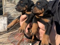 A Kalite Safkan Doberman Yavruları