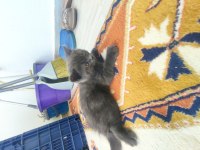 Canım british shorthair bebeklerim