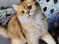 BRİTİSH SHORTHAİR ŞAMPİYON KEDİMİZ