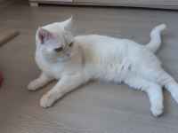 Erkek 1 yaşında scottish straight kedimiz