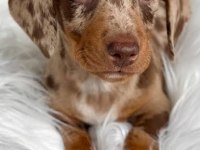 EGZOTİK NADİR DACHSHUND BEBEKLERİMİZ AŞILI