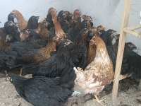 Ataks ve lohman 1100 Gr yumurtaya yakın tavuklar