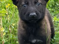 Sağlam kan hattı malinois kaliteli yavru