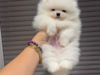 50 Günlük kore kan micro pomeranian bebekler ayı surat