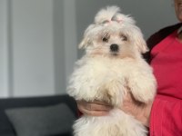 Ev ortamında büyümüş KORE MALTESE